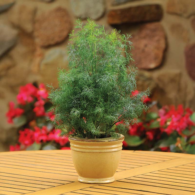 dill plant from seed Dill Fernleaf Seed – Harris Seeds