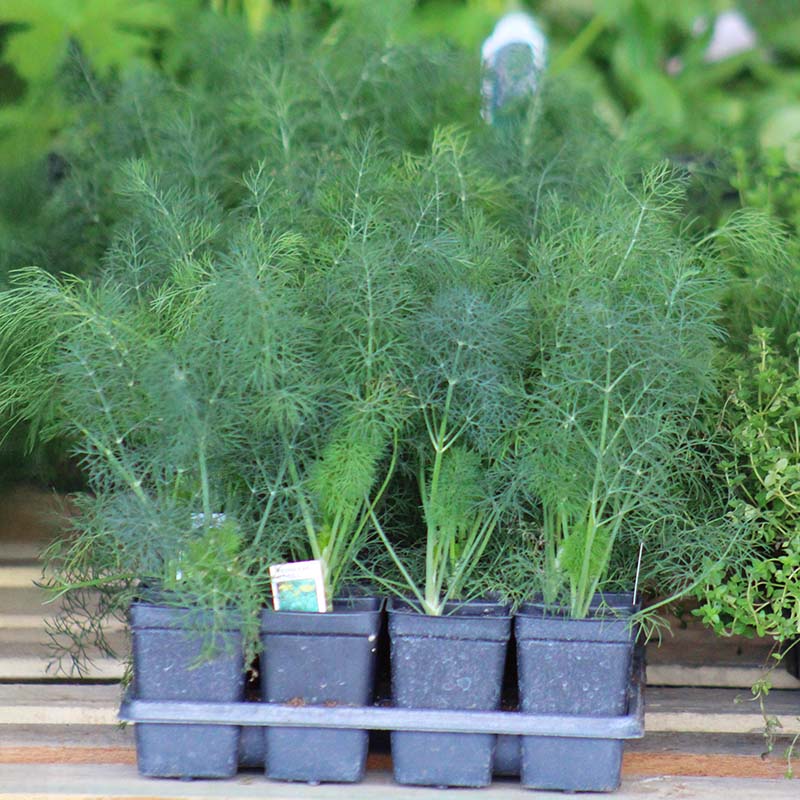 house plant that looks like dill Dill Fernleaf Seed RAW / 1,000 seeds / UNTREATED