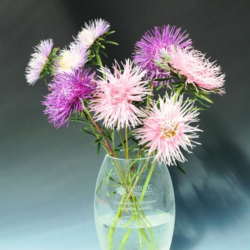 Aster Giant Ray Mix Seed RAW / 500 seeds / UNTREATED