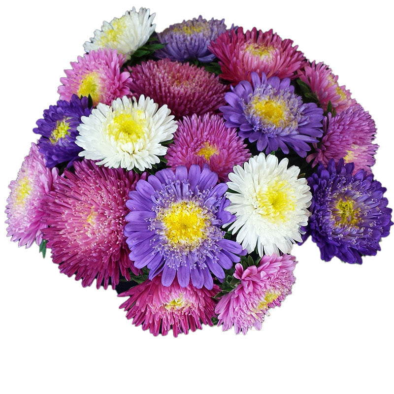lily flower seeds Chocolate Lily  10 Seeds