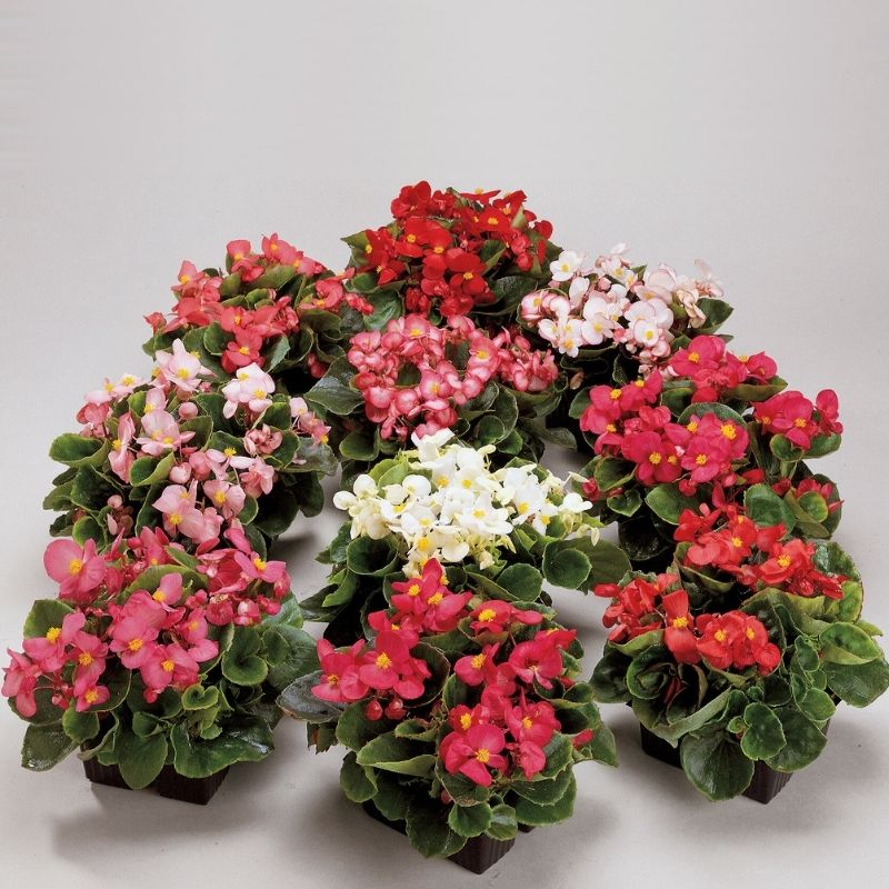 begonia mixed pot Begonia Ambassador Mix F1 Seed Pelleted / 50 Seeds / UNTREATED