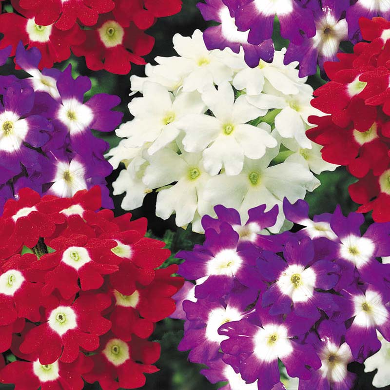 Verbena Obsession Spirit Mix Seed – Harris Seeds