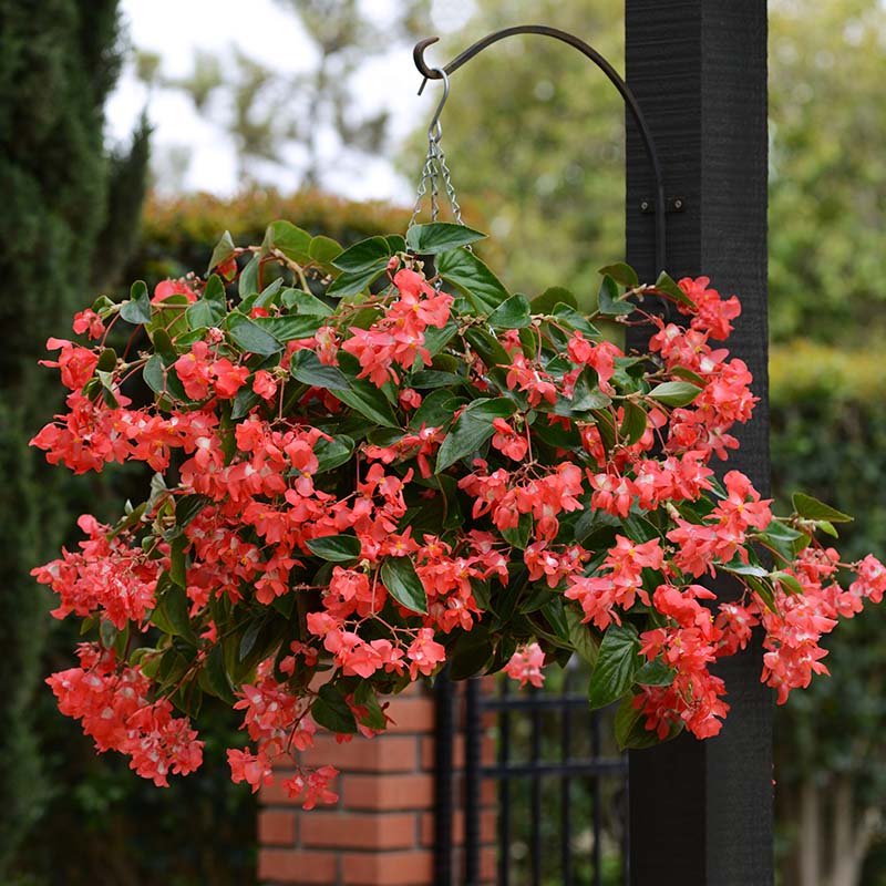 plant begonia seeds Begonia Dragon Wing Red F1 Seed