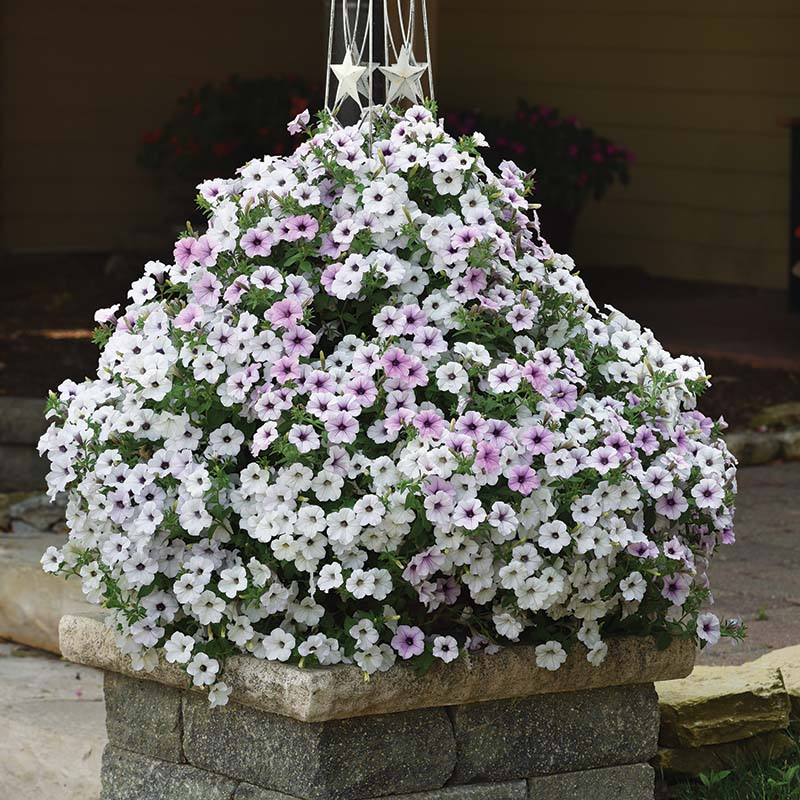 plant petunia seeds Petunia Tidal Wave Silver F1 Seed – Harris Seeds
