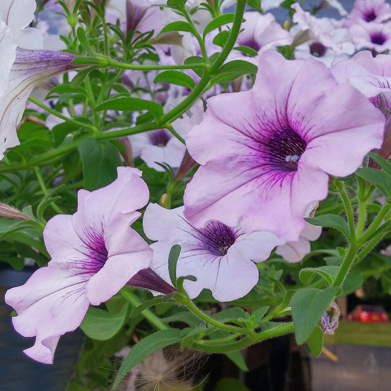 petunia flower seeds for sale Petunia Tidal Wave Silver F1 Seed PELLETED / 100 Seeds / UNTREATED