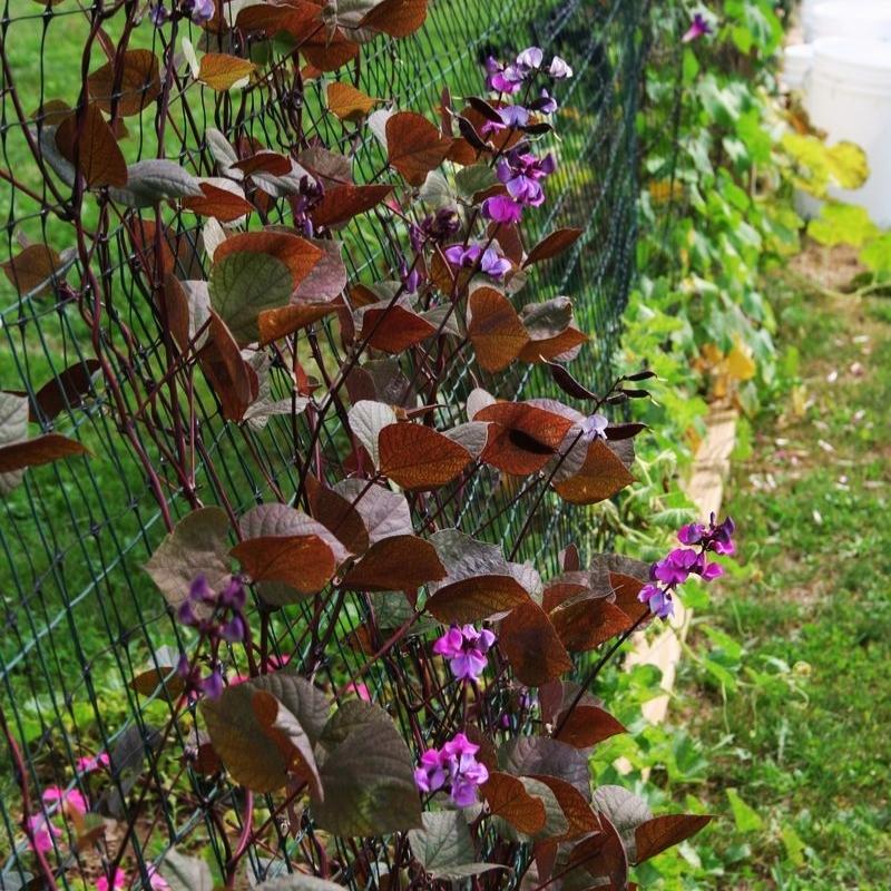 planting hyacinth seeds Hyacinth Bean Ruby Moon Seed