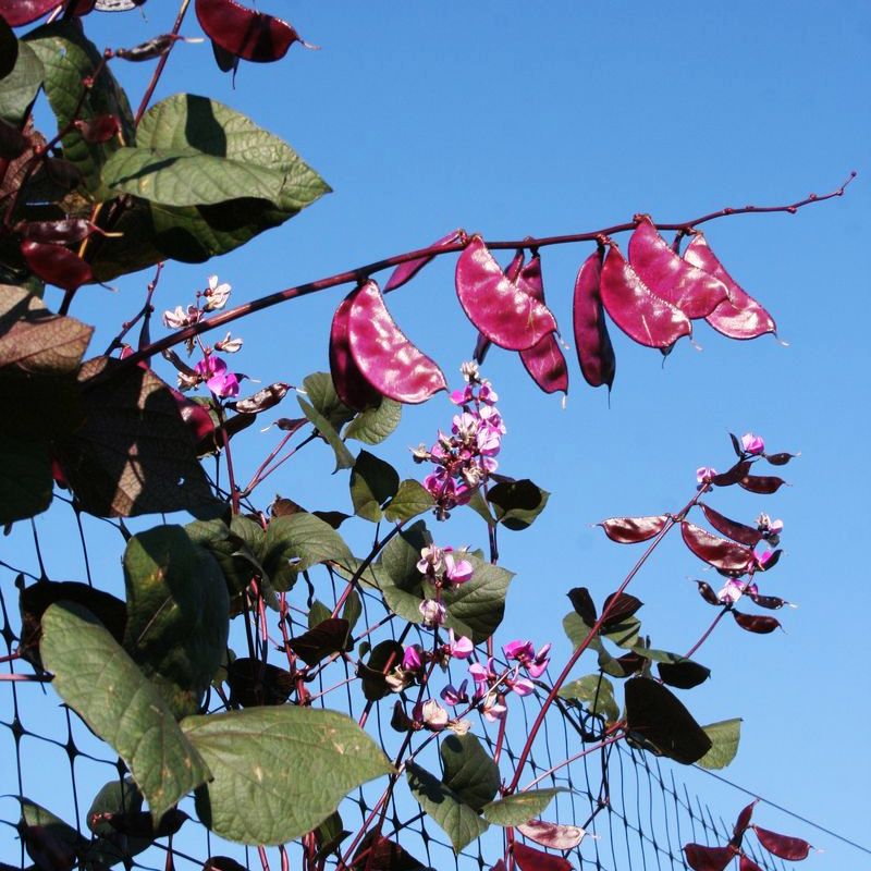 purple moon flower seeds Hyacinth Bean Ruby Moon Seed