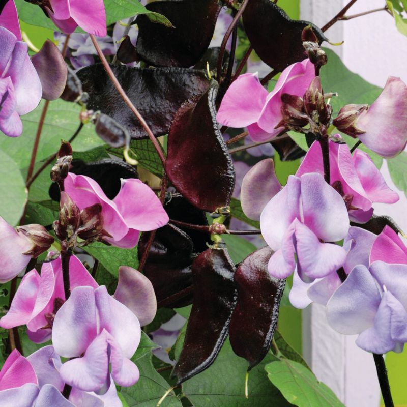 planting moon vine seeds Hyacinth Bean Ruby Moon Seed – Harris Seeds