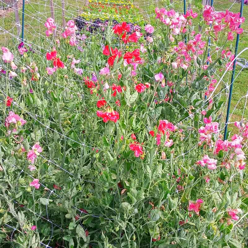 Sweet Pea Elegance Mix Seed RAW / 50 seeds / UNTREATED