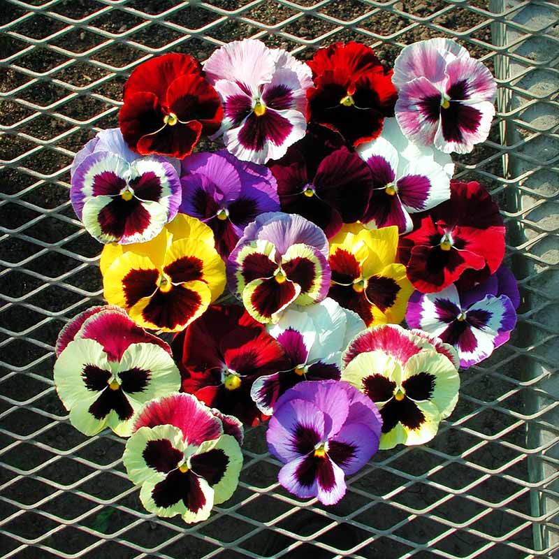 Pansy Majestic Giants II Mix F1 Seed – Harris Seeds