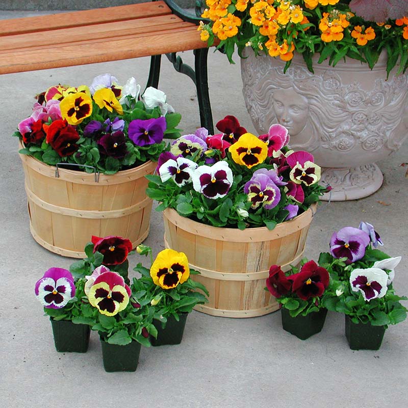 Pansy Majestic Giants II Mix F1 Seed – Harris Seeds