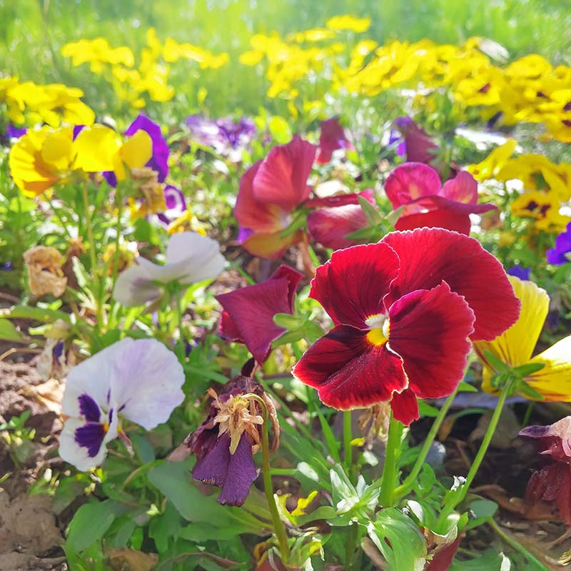 Pansy Majestic Giants II Mix F1 Seed – Harris Seeds
