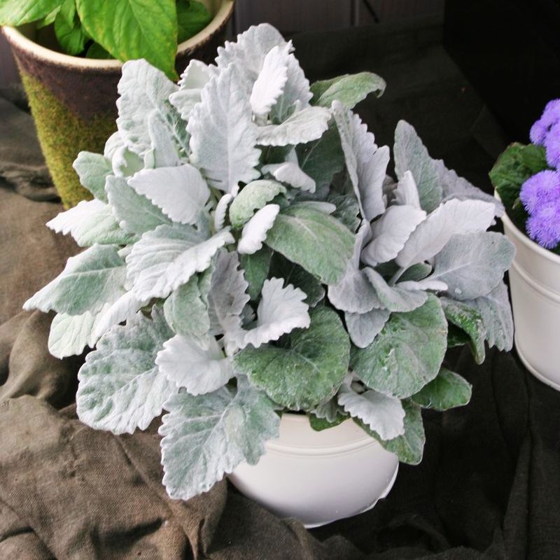 dusty miller indoor plant Dusty Miller Cirrus Seed