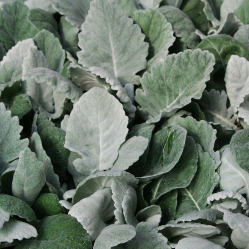 dusty miller plant seeds Dusty Miller Cirrus Seed