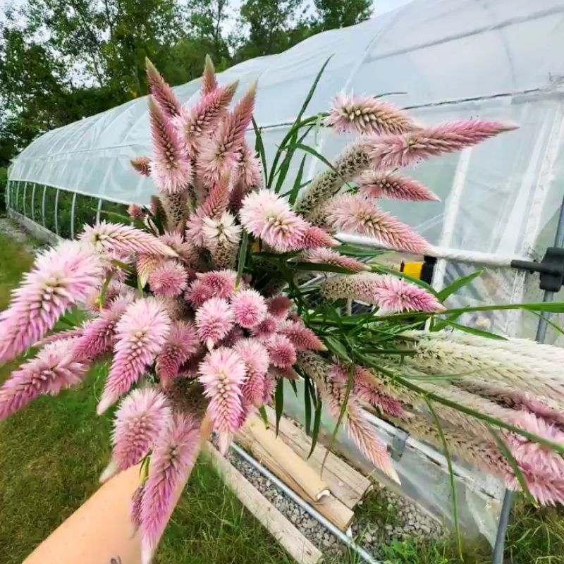 Harris Seeds Celosia Flamingo Feather, Annual Flower, 50 Count