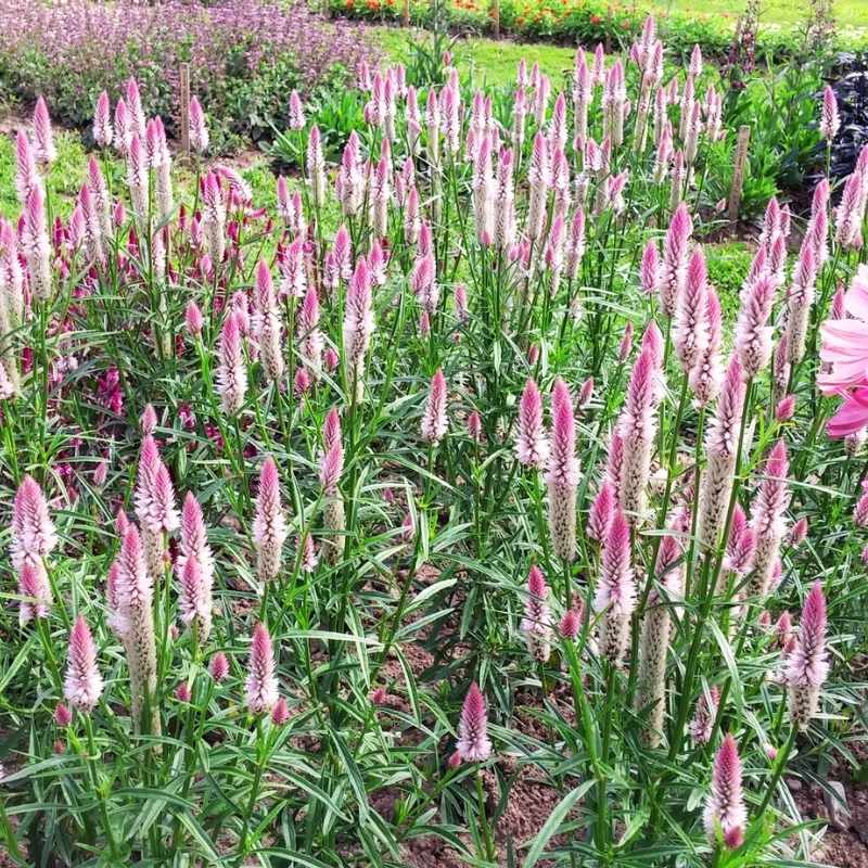 flamingo flower seeds Harris Seeds Celosia Flamingo Feather, Annual Flower, 50 Count