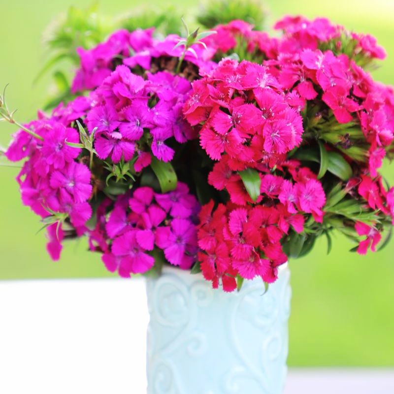 Dianthus Amazon Neon Duo F1 Seed – Harris Seeds