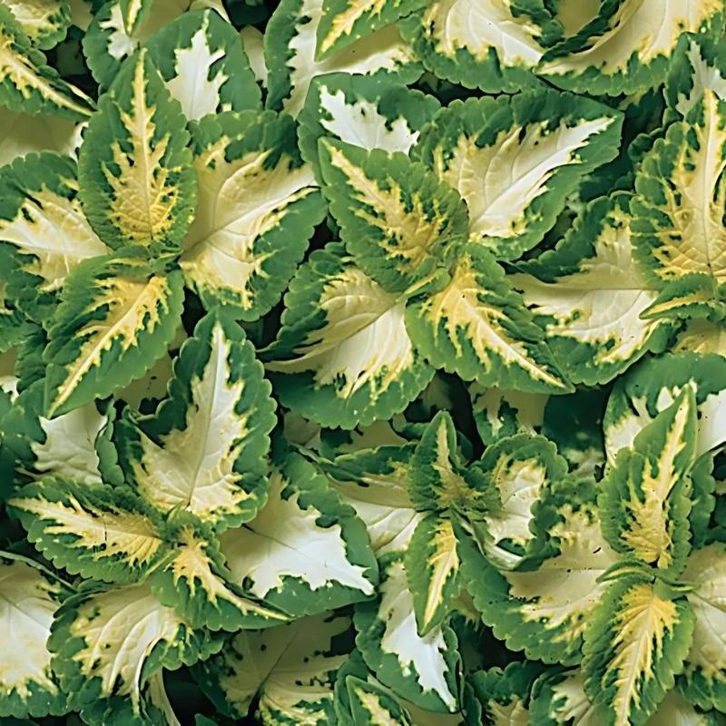 coleus plant from seed Coleus Wizard Jade Seed