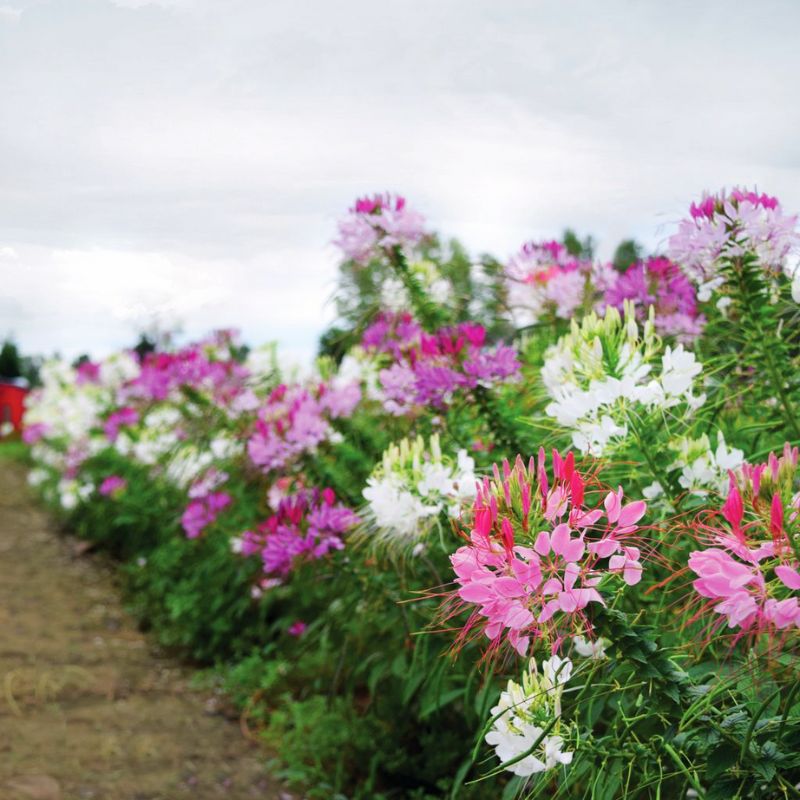 cleome seeds planting Cleome Seeds - Queen Mix Variety Seeds - Non-GMO