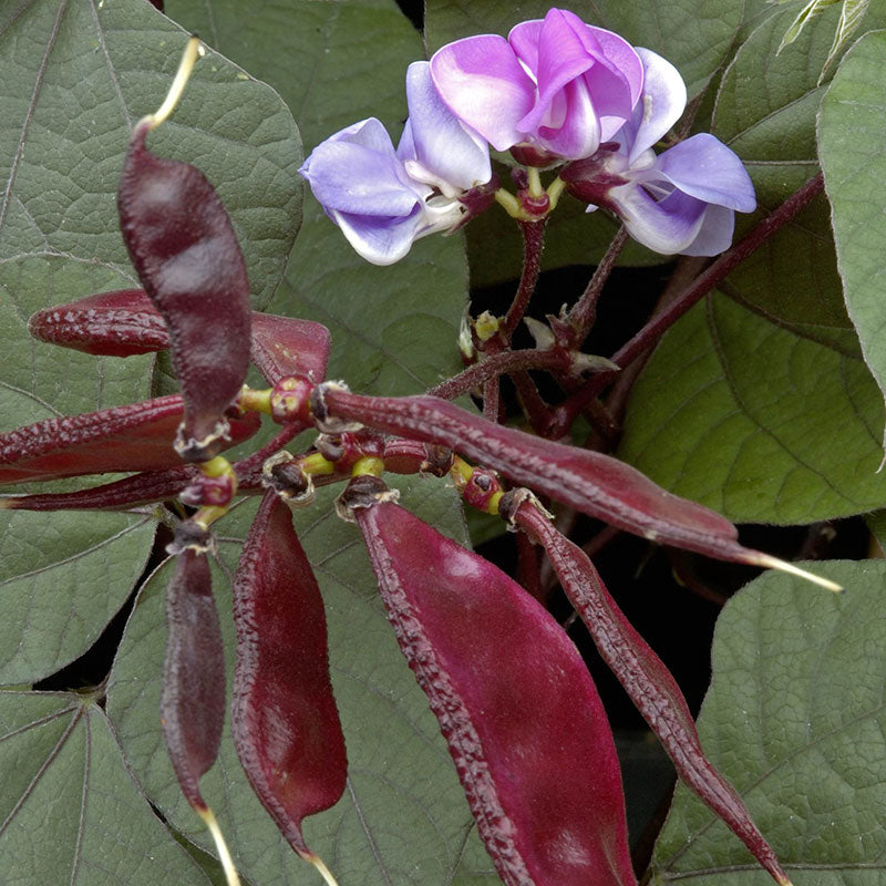 Hyacinth Bean Ruby Moon Seed