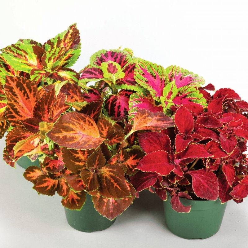 best potting mix for coleus Harris Seeds Coleus Rainbow Formula Mix Seeds, Multicolor Foliage, 1,000 Count