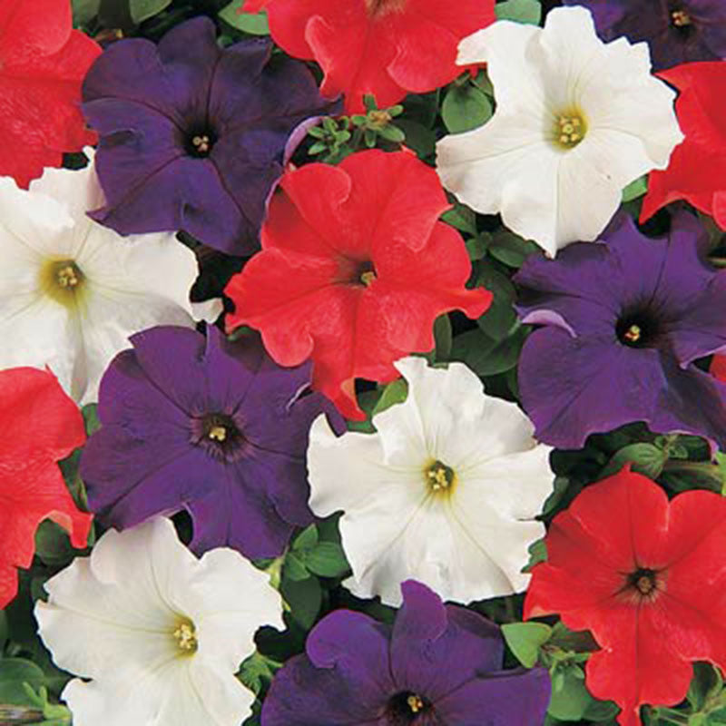 patriot herbicide Petunia Dreams Patriot Mix F1 Seed