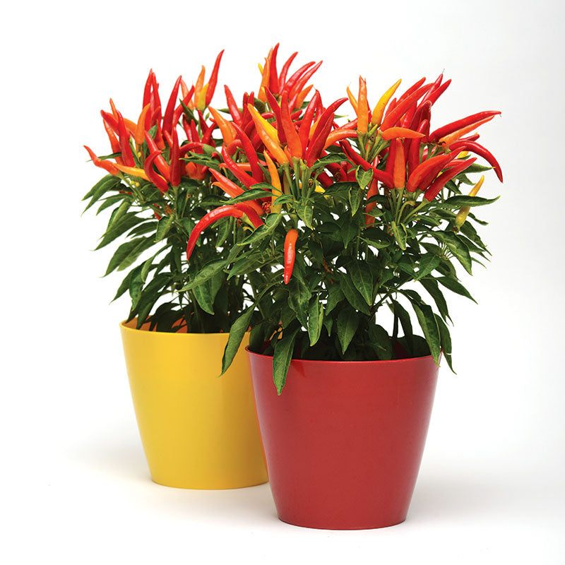 Harris Seeds - Ornamental Pepper Chilly