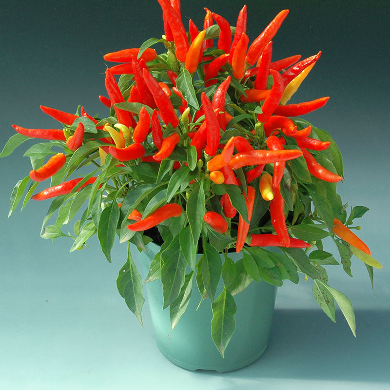 chilli plant from seed Ornamental Pepper Chilly Chili F1 Seed – Harris Seeds