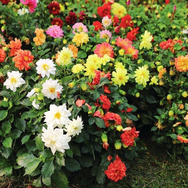 dahlia seed mix Dahlia Figaro Mix Seed