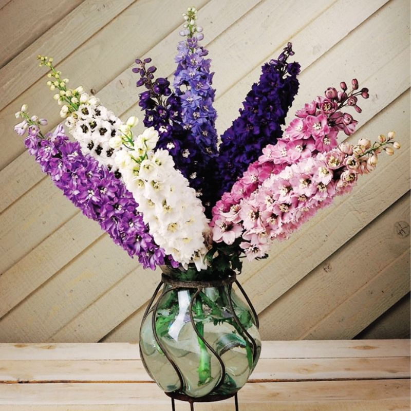 邦楽 Ruiza / delphinium Delphinium ruysii 'Pink Sensation' | Buy