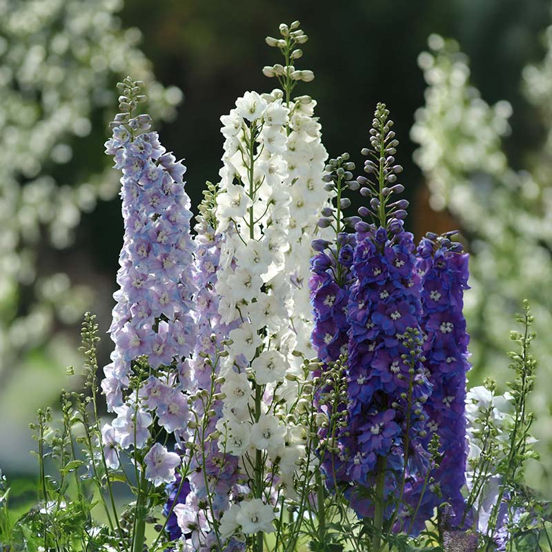 plant delphinium seeds in fall Delphinium Magic Fountains Mix Seed – Harris Seeds