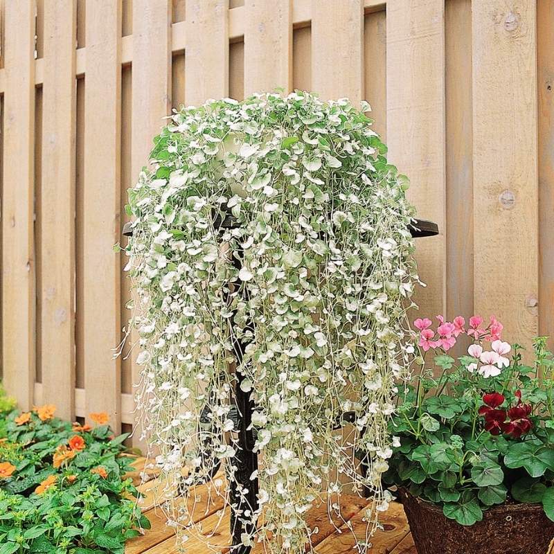 silver falls indoor plant Dichondra Silver Falls Seed Untreated