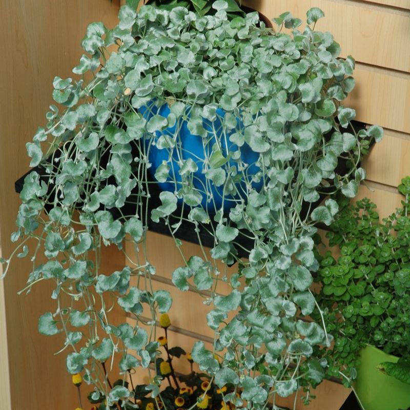 silver falls plant seeds Dichondra Silver Falls Seed Untreated
