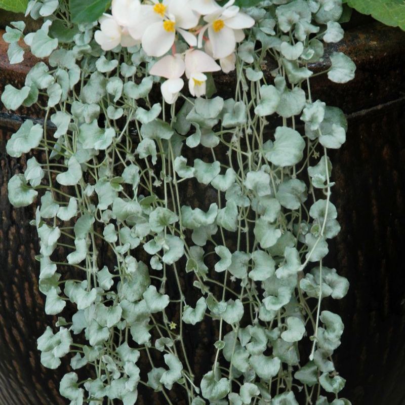 dichondra silver falls plant care Dichondra Silver Falls Seed