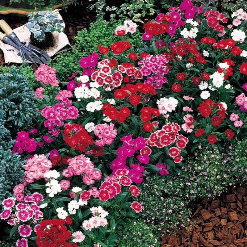 Dianthus Telstar Mix F1 Seed – Harris Seeds