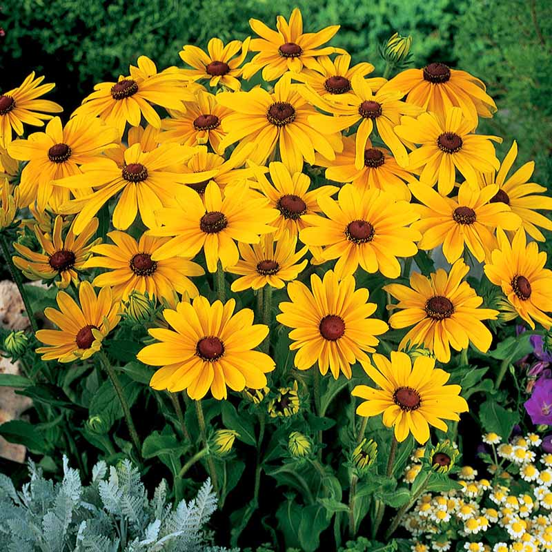indian summer flower seeds Harris Seeds - Rudbeckia Yellow Indian Summer Seed - Annual Flowers