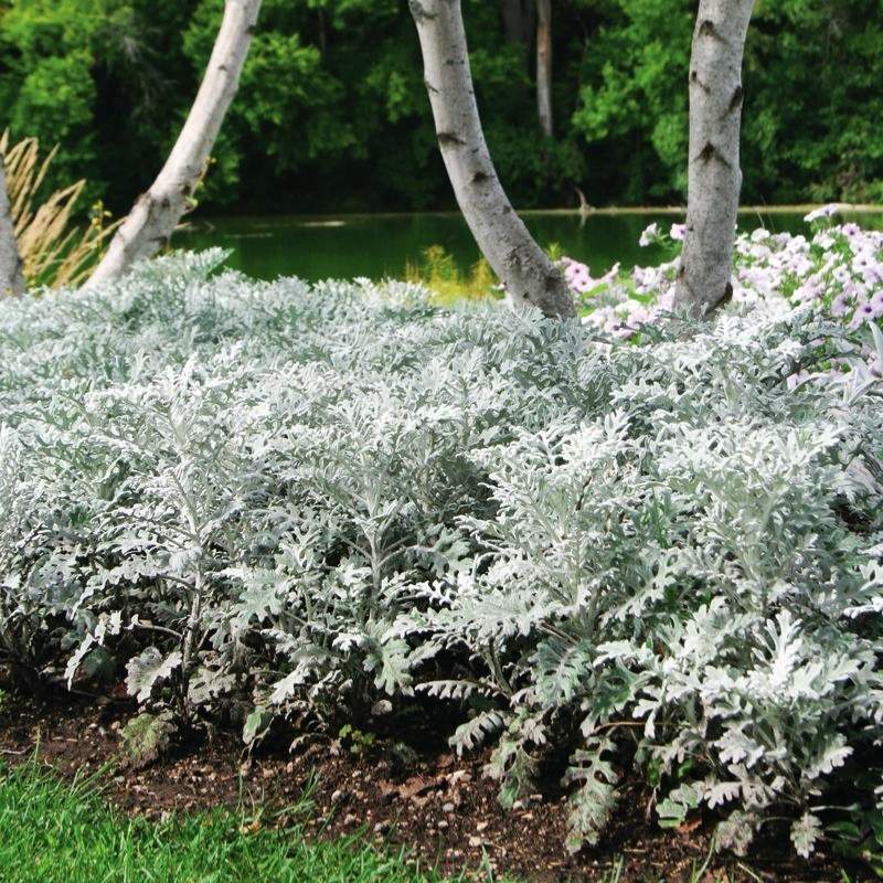 silver dust plant indoor or outdoor Dusty Miller Silverdust Seed RAW / 500 seeds / UNTREATED