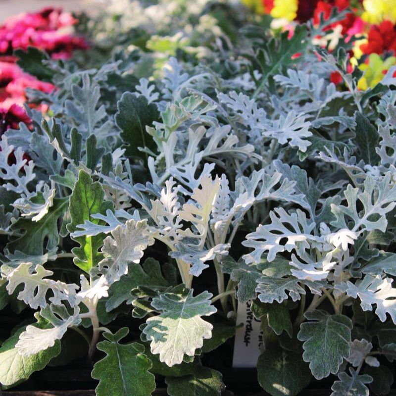 silver dust plant indoors Dusty Miller Silverdust Seed RAW / 500 seeds / UNTREATED
