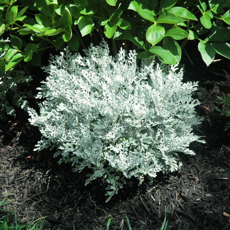 is dusty miller an indoor plant Dusty Miller Silverdust Seed