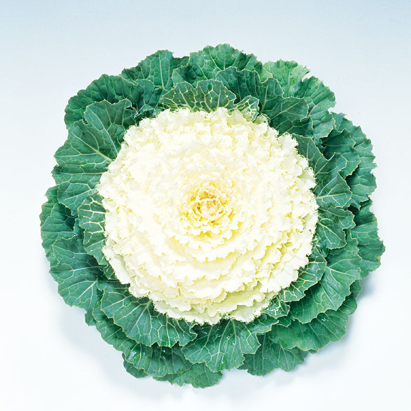 Ornamental Kale Pigeon White F1 Seed – Harris Seeds