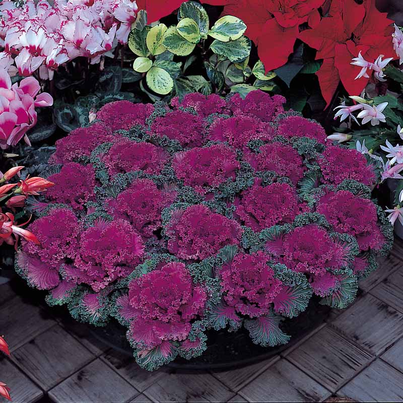 potted kale plant Ornamental Kale Nagoya Red F1 Seed RAW / 250 seeds / UNTREATED