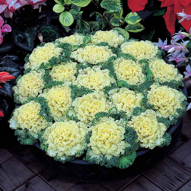 kale flower seeds Ornamental Kale Nagoya White F1 Seed RAW / 50 seeds / UNTREATED