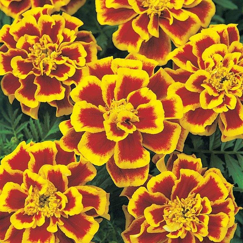 durango herbicide price Marigold Durango Bee Seed