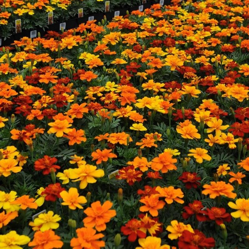 Marigold Durango Mix Seed RAW / 1,000 Seeds / UNTREATED