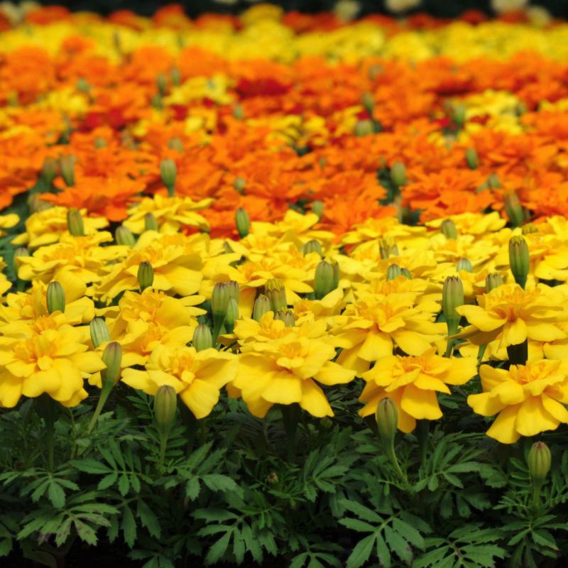 durango herbicide Marigold Durango Mix Seed RAW / 1,000 Seeds / UNTREATED
