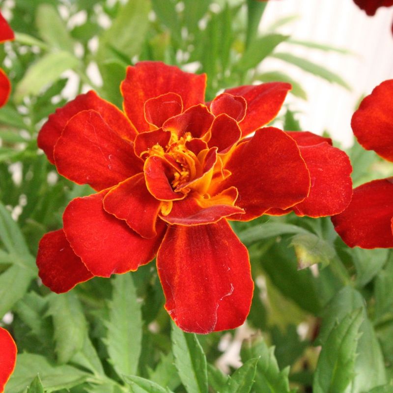marigold seeds near me Marigold Durango Red Seed RAW / 500 Seeds / UNTREATED