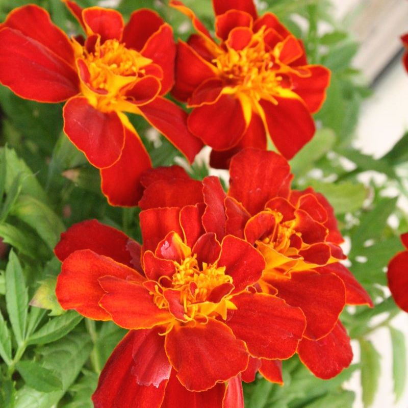 direct seed marigolds Marigold Durango Red Seed