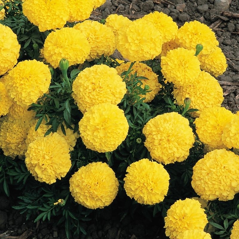 marigold inca seeds Marigold Inca II Yellow F1 Seed, Size: 50 Seeds