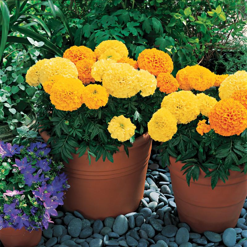 marigold inca seeds Marigold Inca II Mix F1 Seed, Size: 50 Seeds