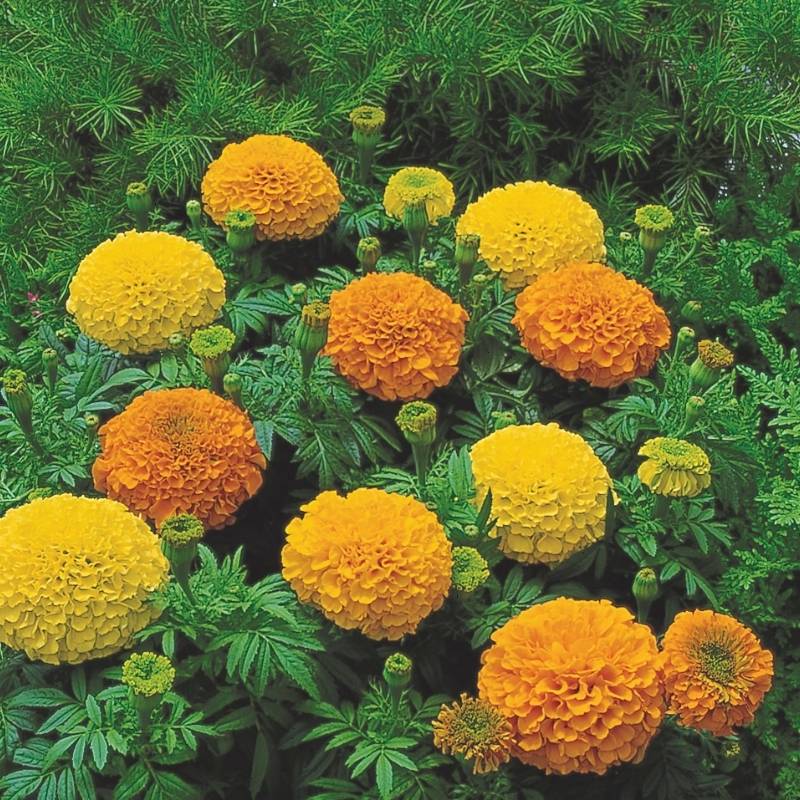 inca marigold seeds Marigold Inca II Mix F1 Seed, Size: 50 Seeds